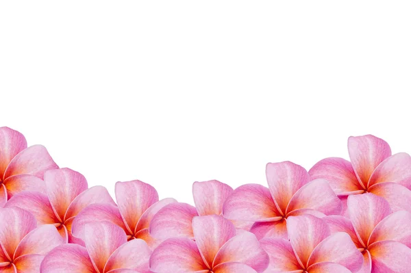 stock image Frangipani flower on white background