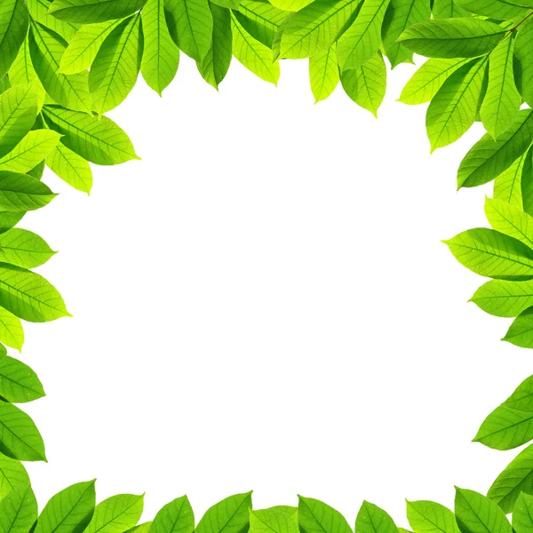 Zelené listy na bílém pozadí, rám — Stock fotografie