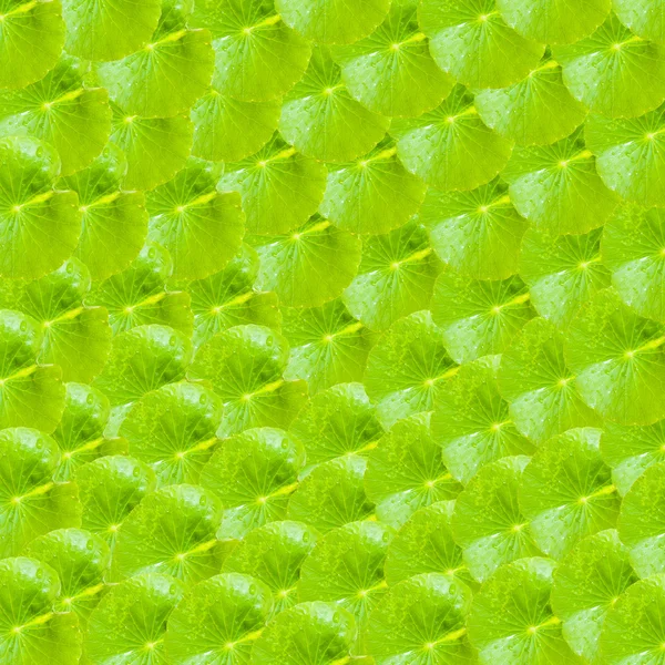 Gröna blad för bakgrund, struktur och patten — Stockfoto
