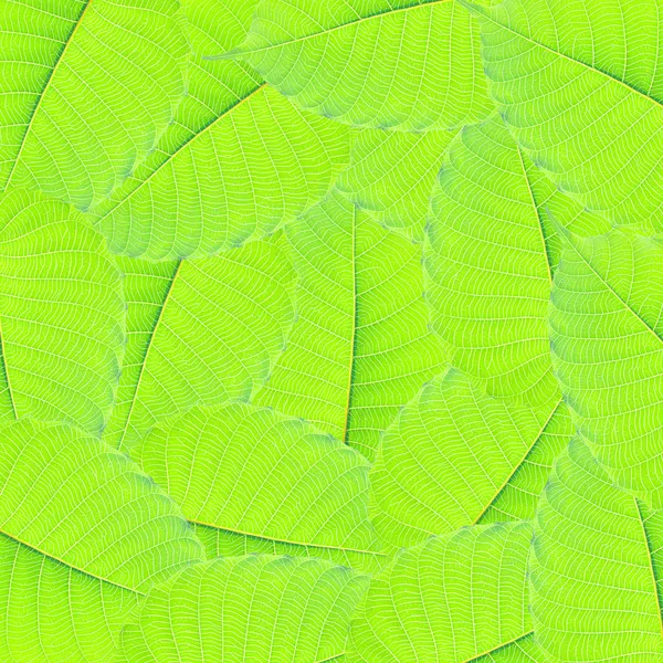 Foglie verdi per sfondo, texture e pelo — Foto Stock