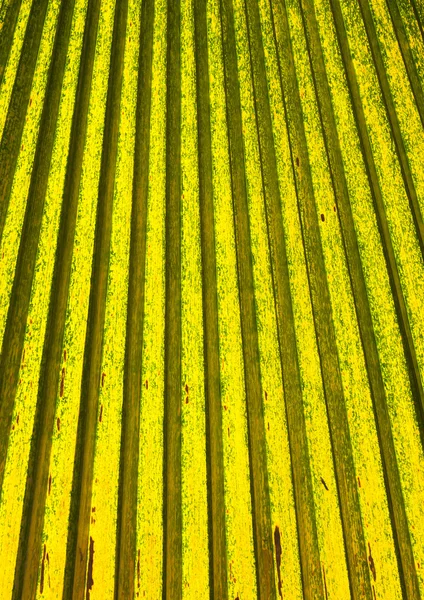 Folhas para fundo, textura e patten — Fotografia de Stock