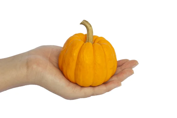 stock image Pumpkin in hand on white background, isolated