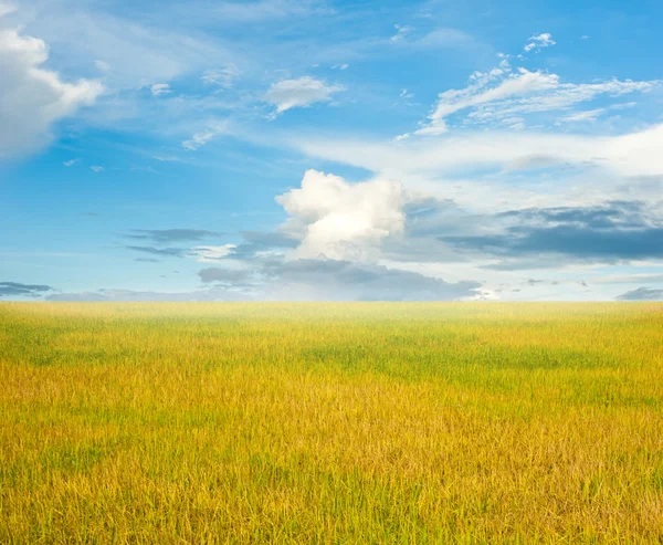 Поле риса и голубое небо — стоковое фото
