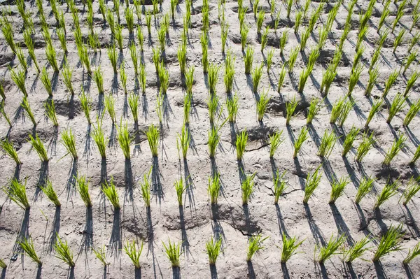 Growing young rice on ground — Stock Photo, Image