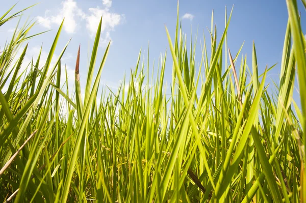 stock image Green grass and blue sky background