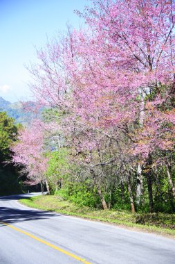 sakura çiçekleri arka plan sanat ve duvar kağıdı