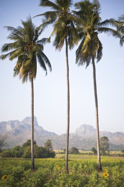 Hindistan cevizi ağacı üzerinde gökyüzü, dağ manzarası
