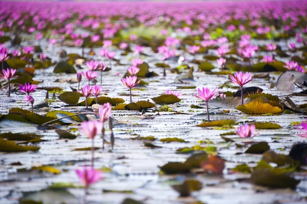 stock image Lotus flower blossom of field, travel asia