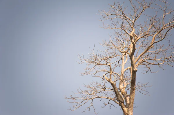 stock image Vintage tree branches textured and background