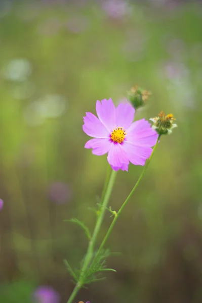 stock image Flowers background and texture