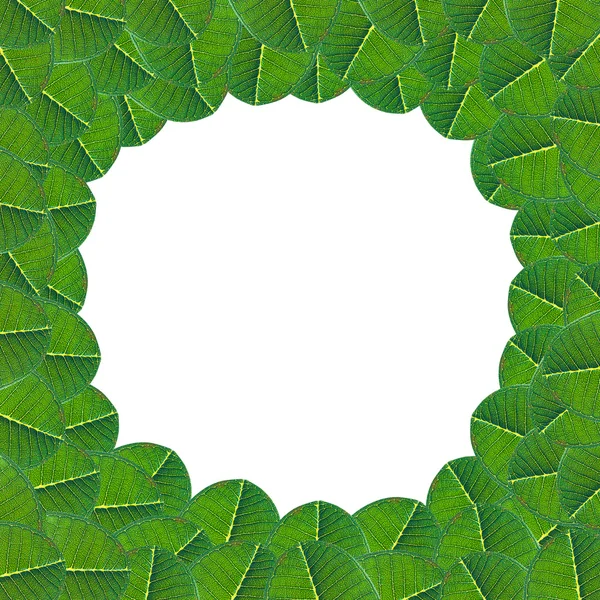 Zelená listová zázemí, prostor pro text — Stock fotografie