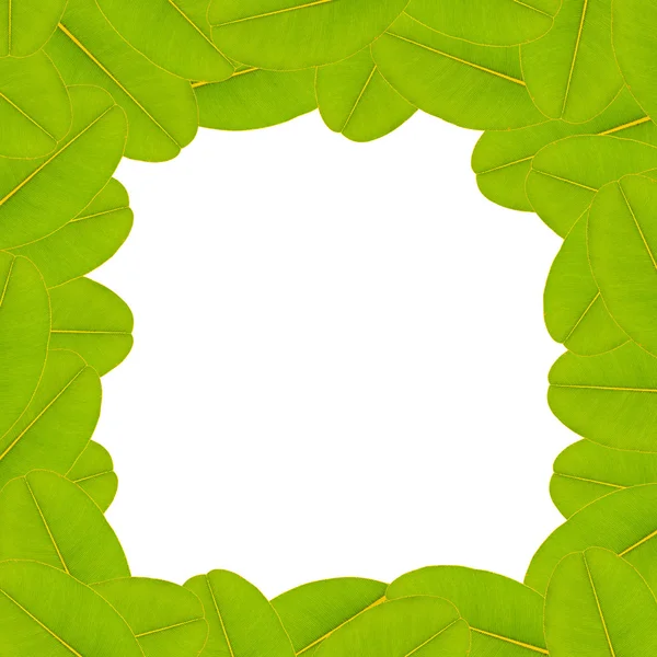 Grünes Blatt Hintergrund, Raum für Text — Stockfoto
