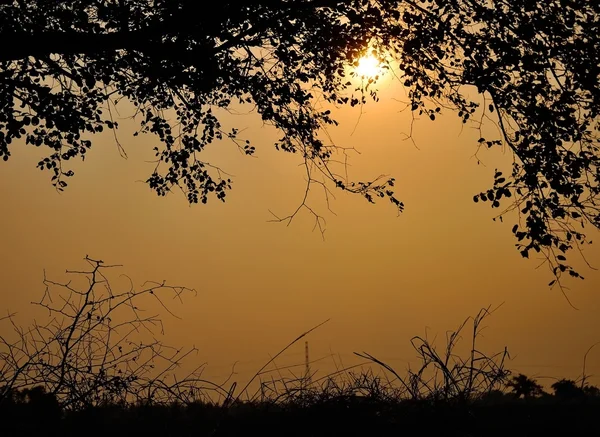 stock image Silhouette sunshine nature sunset tree