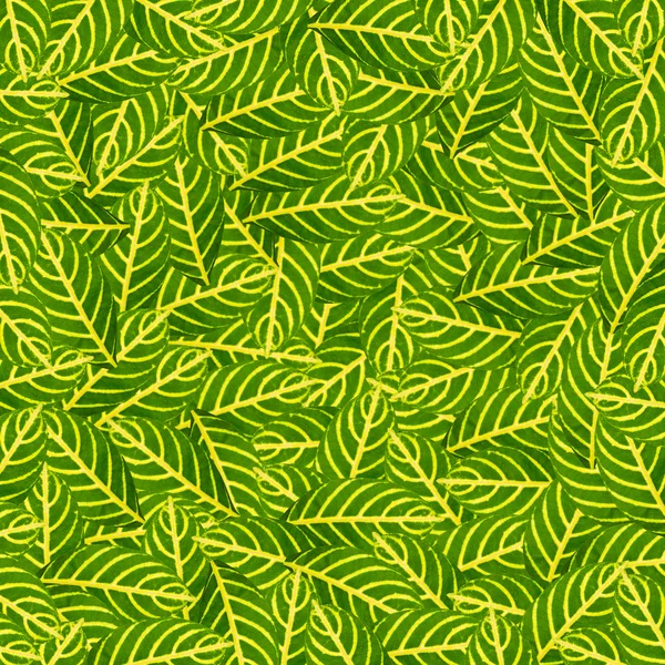 Зеленые листья для фона, текстуры и паттена — стоковое фото