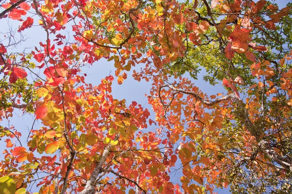 stock image Autumn forest for travel and background