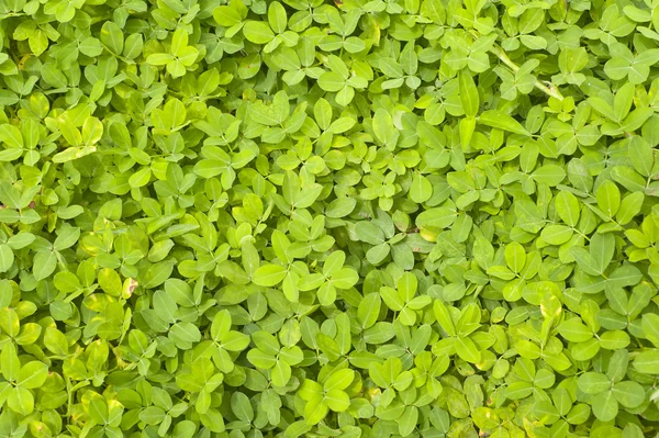 stock image Grass for background ,texture and patten