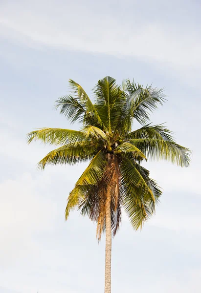 stock image Single coconut tree on sky