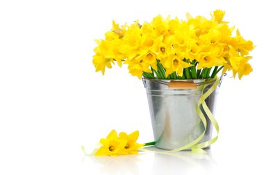 Daffodils clipart