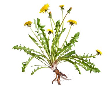 Dandelion clipart