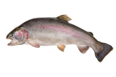 Rainbow trout - Oncorhynchus mykiss clipart