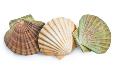 Scallops shell clipart