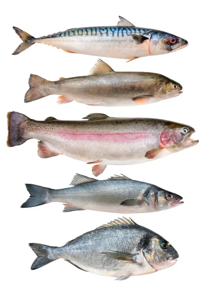 Fischsammlung — Stockfoto