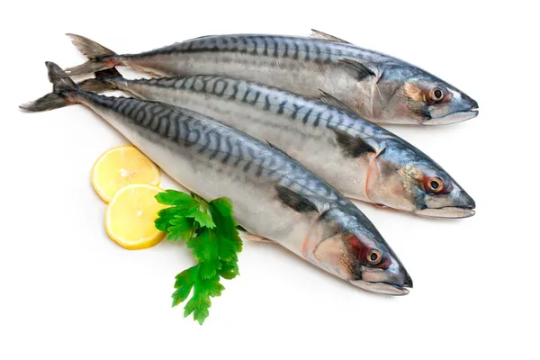 Mackerel Fish — Stock Photo, Image