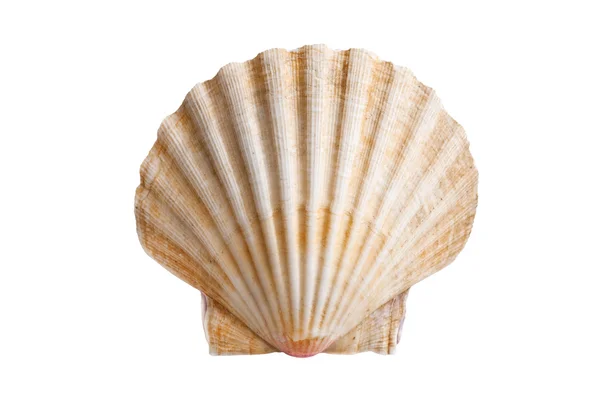 ホタテ貝殻 — ストック写真