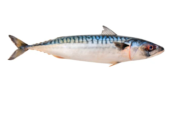 38,700 Mackerel Fish Stock Photos 