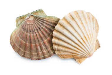 Scallops shells clipart