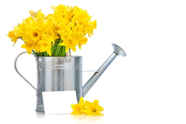 Narcisos — Foto de Stock