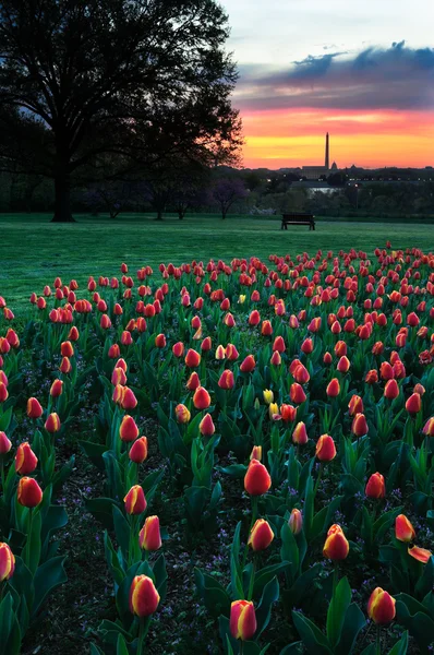 Washington Anıtı