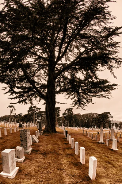 SF askeri mezarlığı — Stok fotoğraf