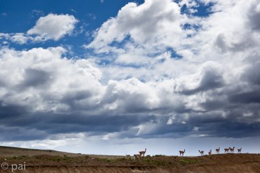 Guanacos in patagonia 2 clipart