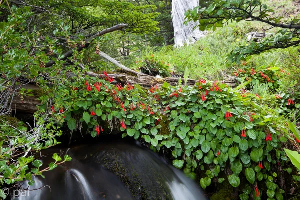 Czerwone kwiaty i strumień — Zdjęcie stockowe
