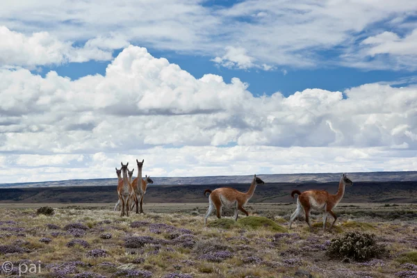 stock image Guanacos in patagonia