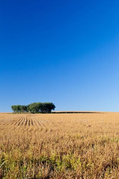 stock image Savannah