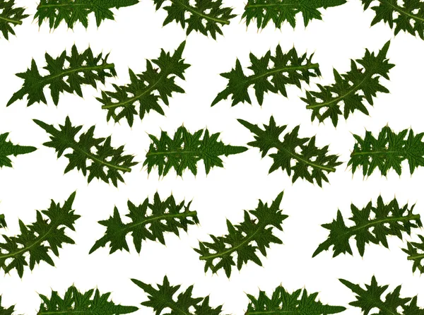 白い背景の上のアザミの大きな葉のパターン — ストック写真