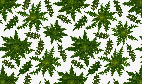 完全なロゼットとアザミの白い背景の上の葉のパターン — ストック写真