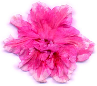 Beyaz bir arka plan üzerinde pembe açelya çiçeği (Rhododendron simsii)