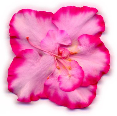A pink azalea blossom (Rhododendron simsii) on a white background clipart