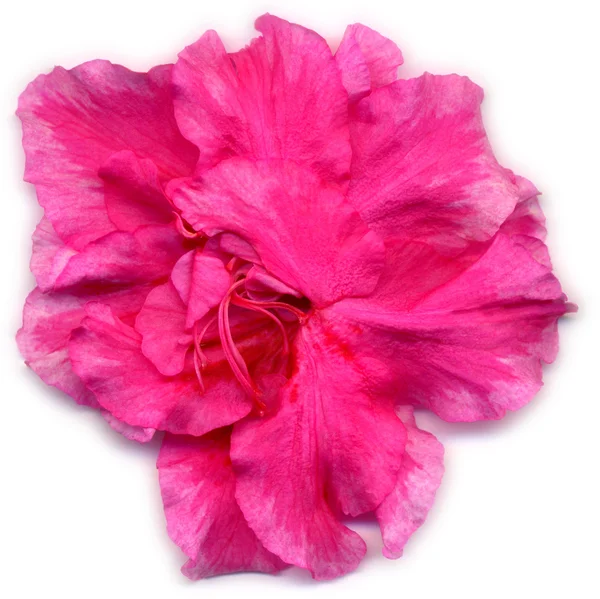 白地にピンクのツツジの花 (モチツツジ) — ストック写真
