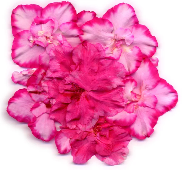 Diseñado Rosette jalá de diferentes flores de azalea —  Fotos de Stock