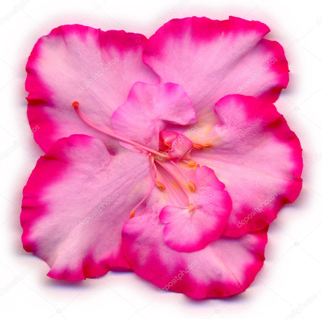 Uma flor de azálea rosa (Rhododendron simsii) sobre um fundo branco fotos,  imagens de © ManfredKoch #8142653