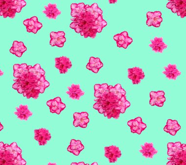 Pattern of few big azalea blossoms on turquoise background, any extendable clipart