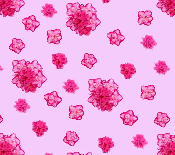 Patrón de pocas flores grandes de azalea sobre fondo rosa, cualquier extensible — Foto de Stock