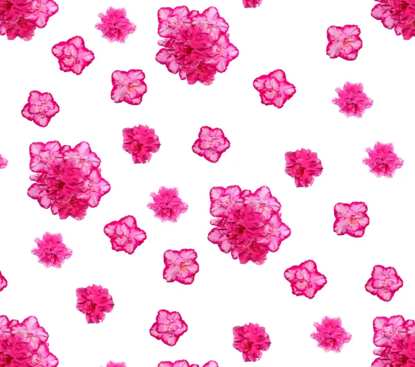 Néhány nagy azalea virágok fehér alapon, bármely bővíthető mintázat — Stock Fotó