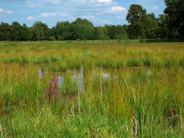 Romantic bog in a nature reserve area clipart