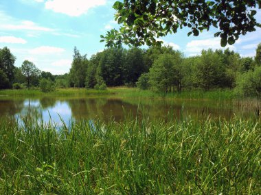 Fishing pond with reeds in the foreground clipart