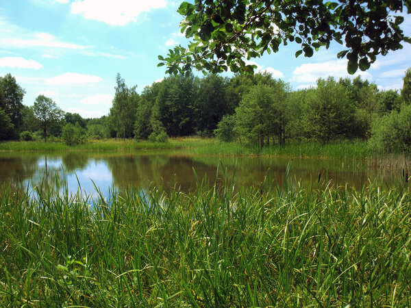 Fishing pond with reeds in the foreground